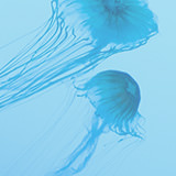 medusa (Demo)