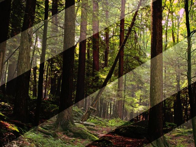 Grado Superior de Gestión Forestal y Medio Natural