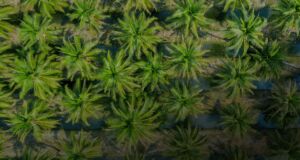 Cursos Gratuitos PDR - Cultivo de nuevas variedades de palmeras - Octubre 2023