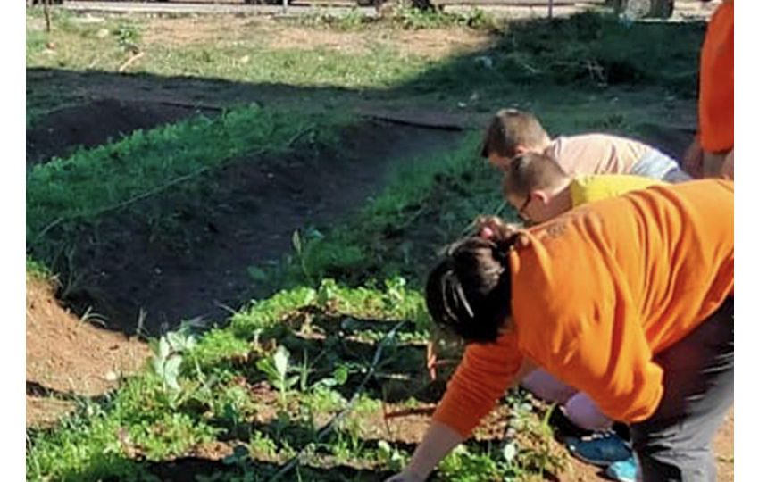 Consumo ecológico y recuperación de variedades tradicionales hortícolas valencianas